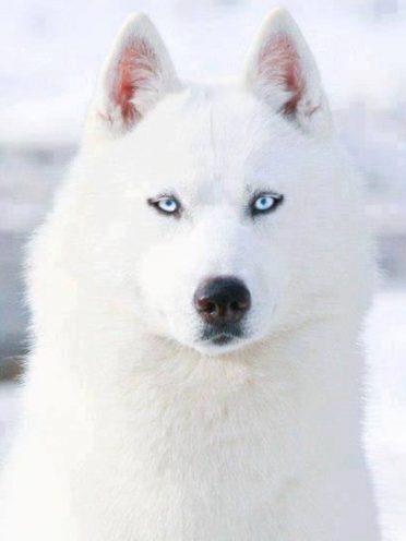 6 Questions About The White Husky Answered! - Animalso