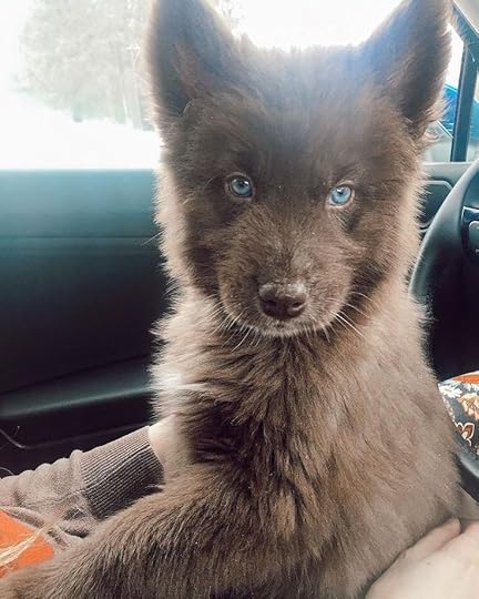 Pin on Huskies - My favorite