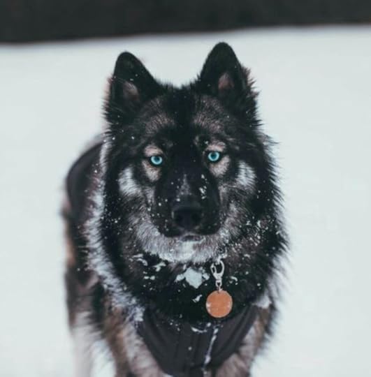 Agouti Husky - Is the Agouti Husky a Dog or Wolf?