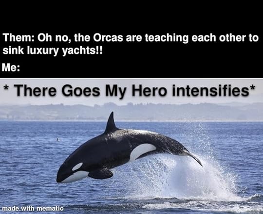 orcas-are-teaching-each-other-sink-luxury-yachts-there-goes-my-hero-intensifies-made-with-mematic