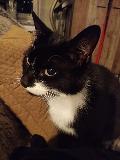 My cat, Mycroft, looking a bit alarmed.