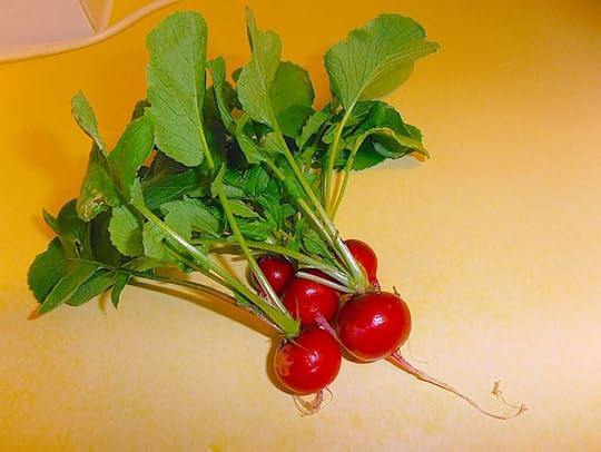 Freshly picked bunch of radishes