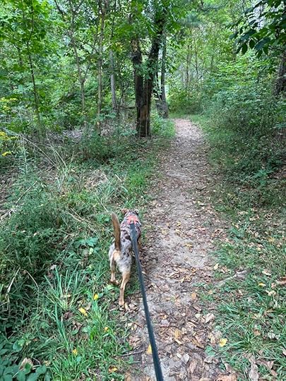 short walk in the woods at Vandolah Nature Preserve
