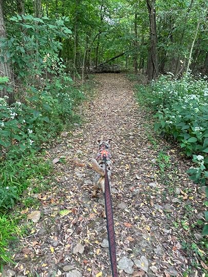 Heading into the woods