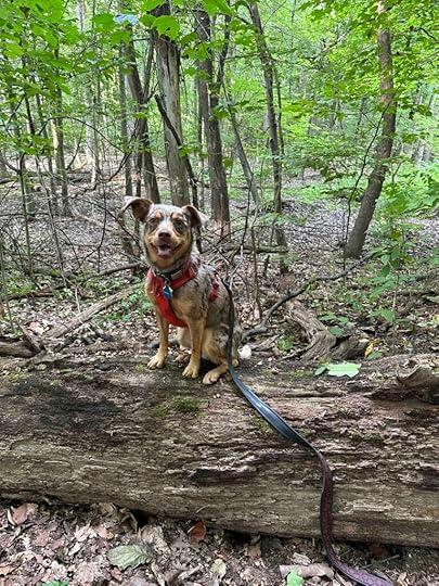 happy dog on a log