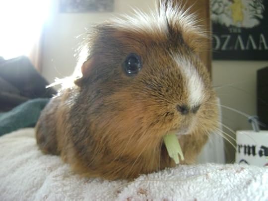 Rachel E Smith guinea pig Peregrine