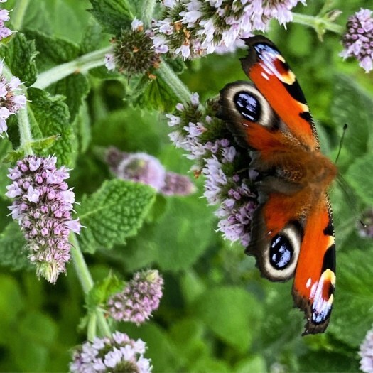 Peacock butterfly in between lots of words