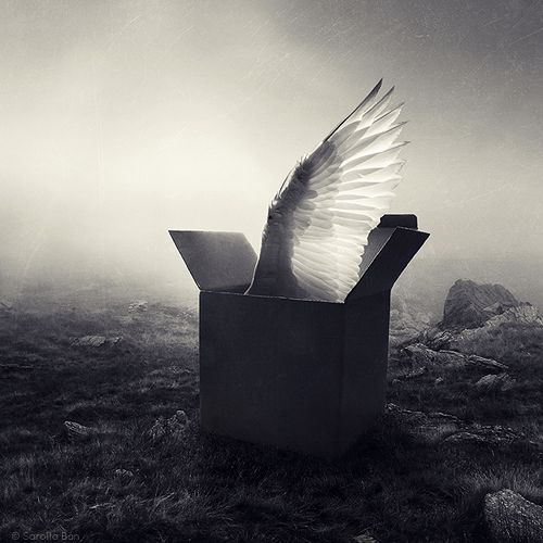 A black and white image of a box on the ground, outside, it is foggy. The flaps of the box are open and coming out of it is part of a white feathered wing. Art by Sarolta Ban