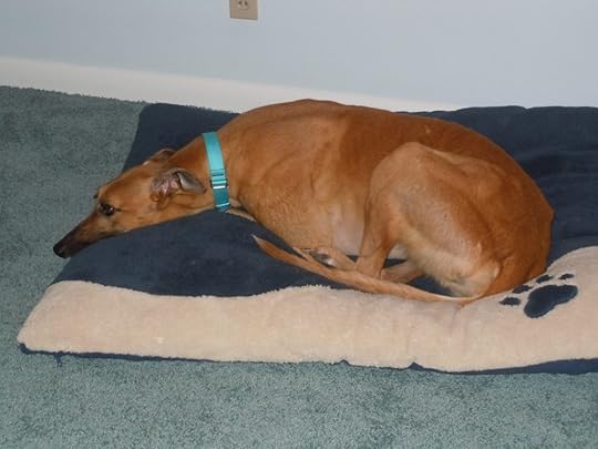 fawn-colored greyhound dog sleeping