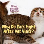 why cats fight after vet visits