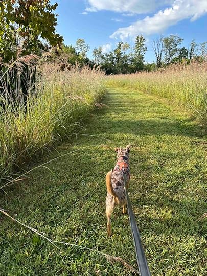 Sunny on the Benton Dam trail