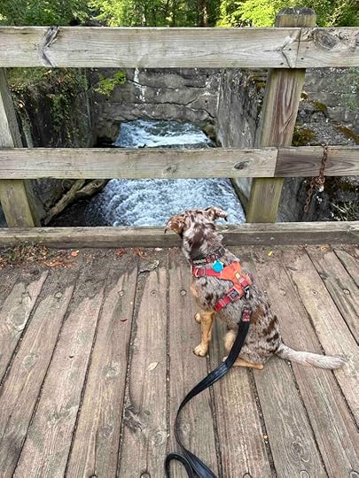 Sunny looking at spillway from above