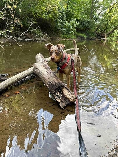 Sunny exploring Cedar Creek