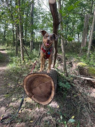 all smiles after climbing to top of downed tree