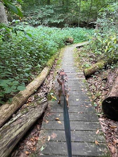 boardwalk to or from sugar shack