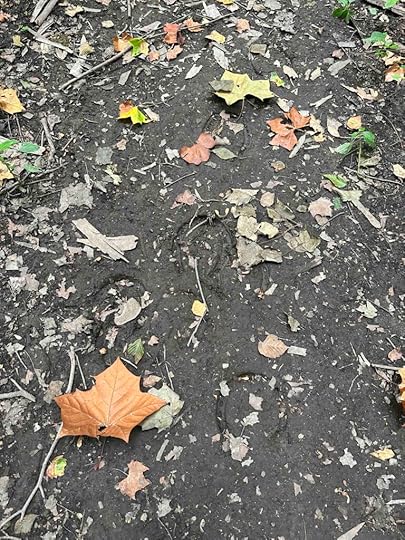 horse hoof prints on the trail