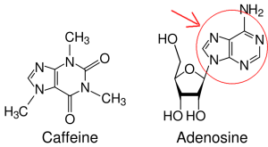 Caffeine_and_adenosine_svgS