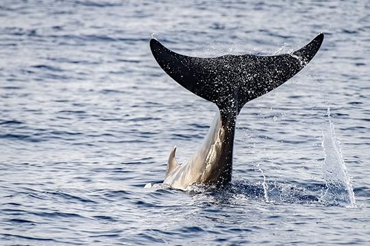 Cuvier’s beaked whale