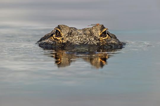 American alligator with dragonfly on head,