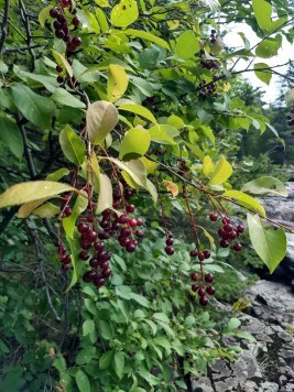 Chokecherry Tree with ripe red berries