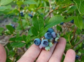 Partially ripe cluster of blueberries in hand.