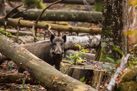 Wild boar