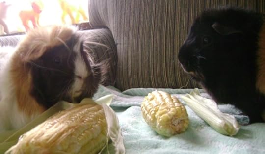 Rachel E Smith guinea pigs Snuffy and Hen Wen