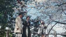 A Wish Upon the Falling Cherry Blossoms