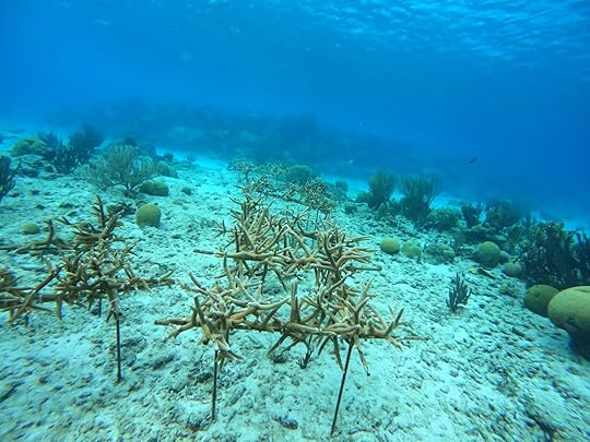 diving off the coast of curacao