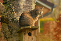Cat on a bird house