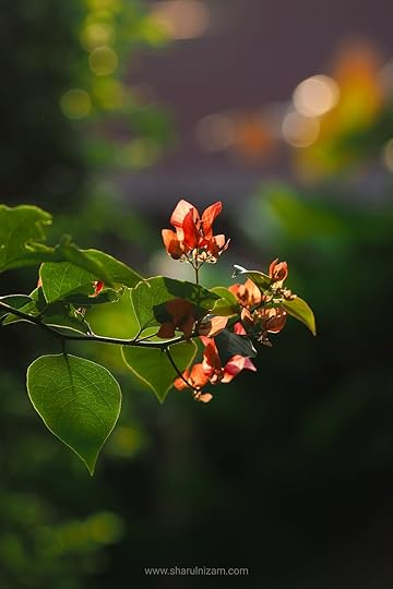 Bermain cahaya pagi