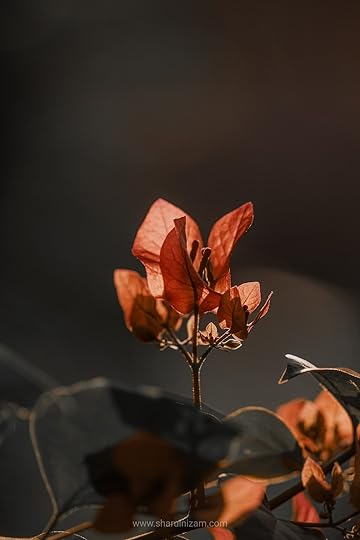 Bermain cahaya pagi