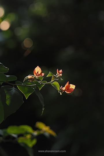 Bermain cahaya pagi