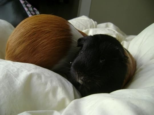 Rachel E Smith guinea pigs Pickles and Murderface