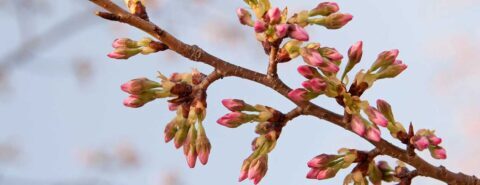 A close up of buds about to blossom on a branch of a cherry tree
