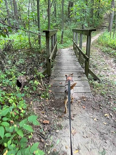 one of the bridges at the park