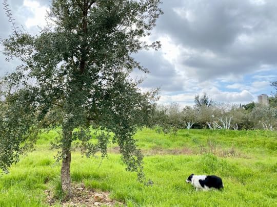 A border colley and an oak under a cloudy sky