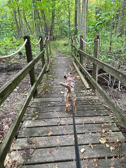 Sunny going over the bridge