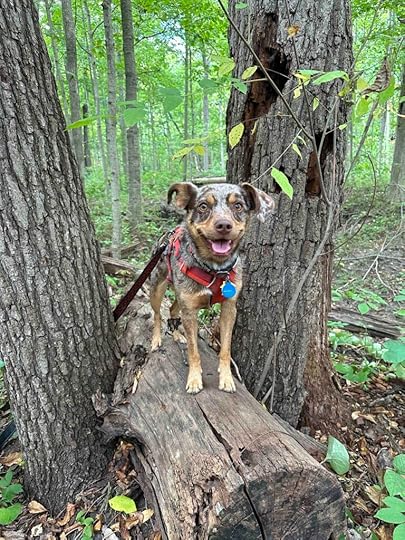 Happy Sunny on a log