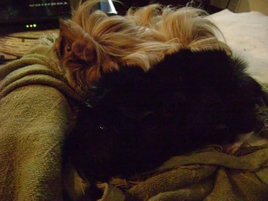 Rachel E Smith guinea pigs Danger Crumples and Merricat