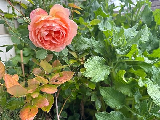 thesimplyluxuriouslife.com | The Simply Luxurious Life