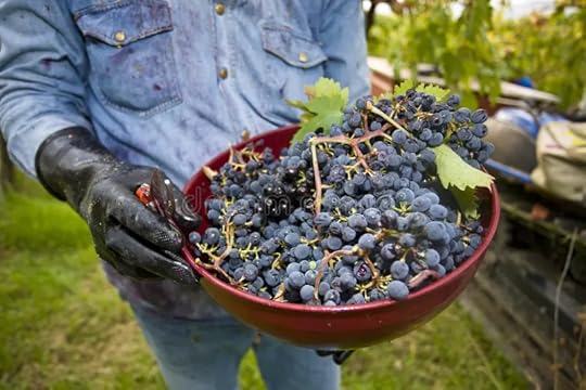 Vineyard Harvest Stock.adobe.com
