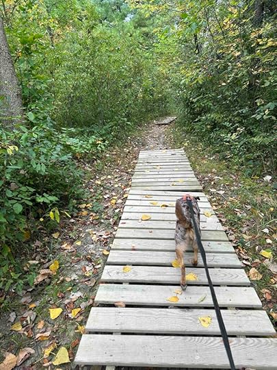 Sunny going over the wood planks