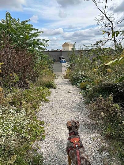 trail to back of Northwood Plaza