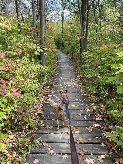wood plank trail at Mengerson Nature Reserve