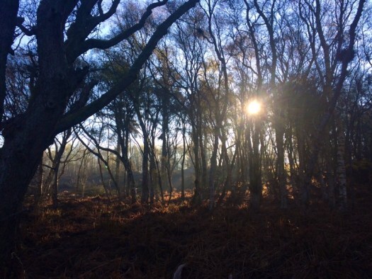 Into the woods...