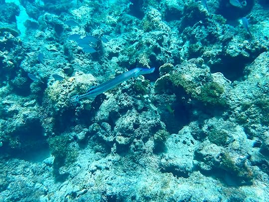 The Wall - Snorkeling spot at Catalina Island in the Dominican Republic.