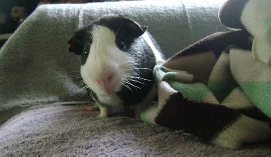 Rachel E Smith guinea pig Thorfy