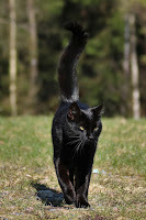 Panzer says, Hurry!