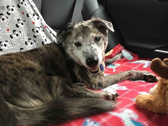 Karlie on the road - traveling with dogs